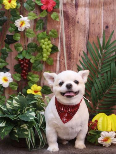 20230830ポポくん